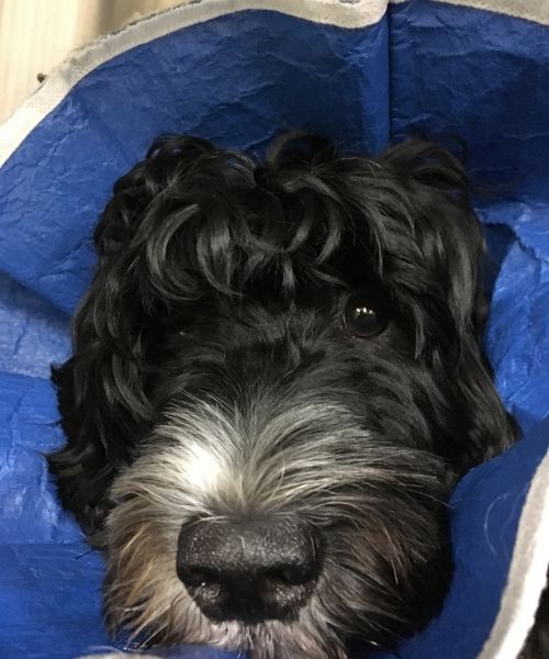 Soft sided dog cone cheap